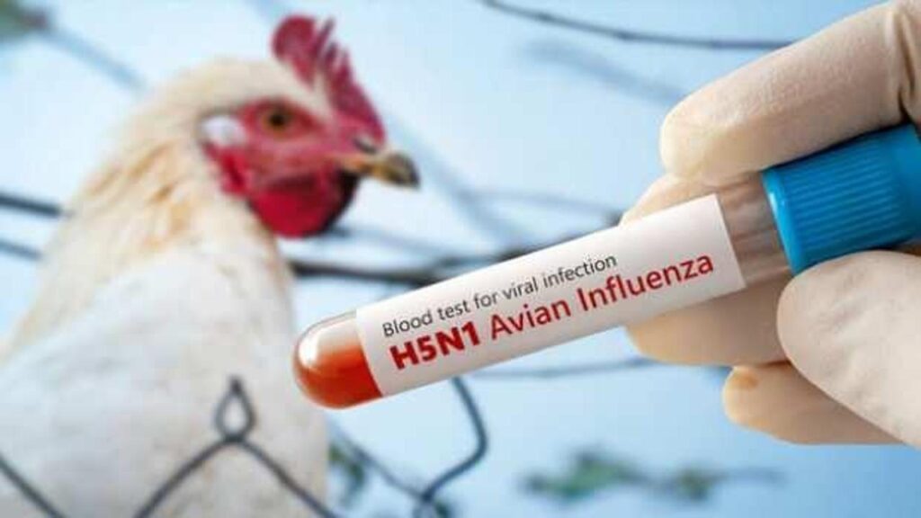 abdde kus gribinden ilk olum h5n1 virusu geri dondu xFmzHO5e