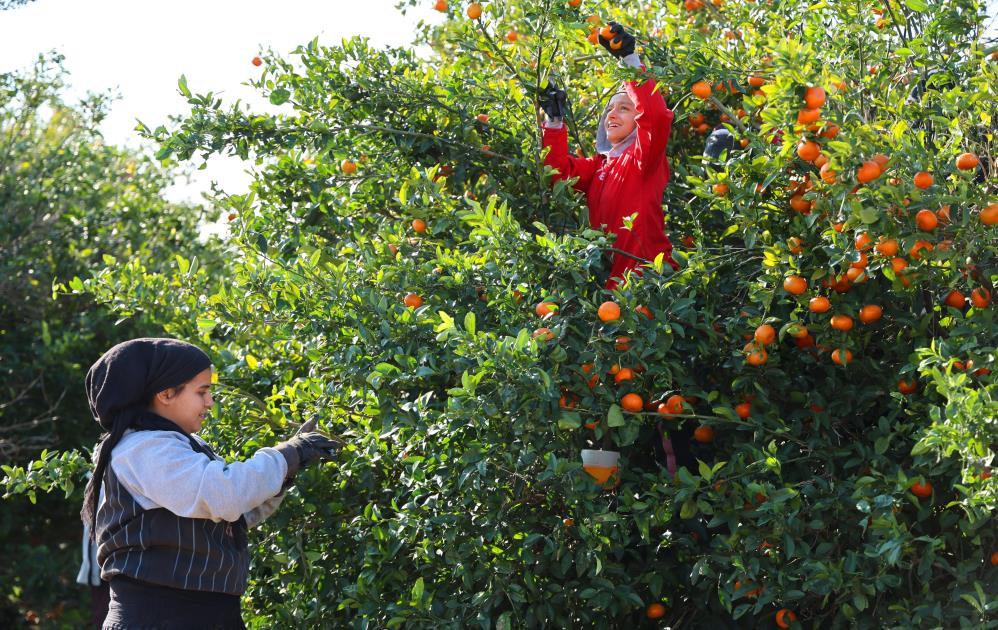 mandalina hasadi suruyor dalinda fiyat 17 18 lira 0 pRzjvjLI