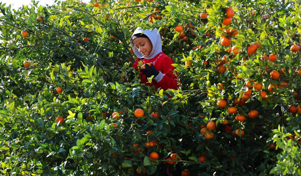 mandalina hasadi suruyor dalinda fiyat 17 18 lira 1 94OPWZ9W