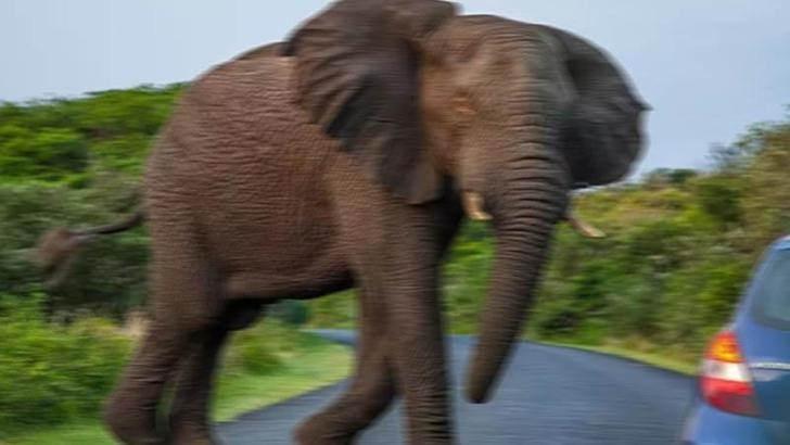 taylandda fil turisti oldurmustu bakicisina dava acildi 0 2SKSZf7w