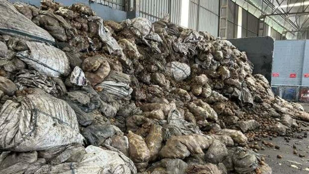 tunustan iade edilen 2 bin 500 ton patates imha ediliyor y5QJs57s